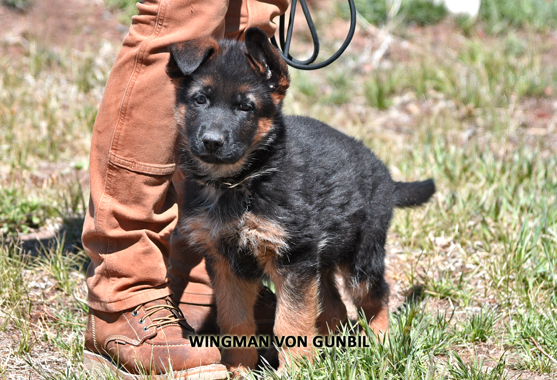 Wingman von Gunbil
