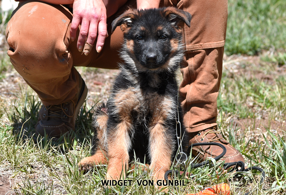 Widget von Gunbil
