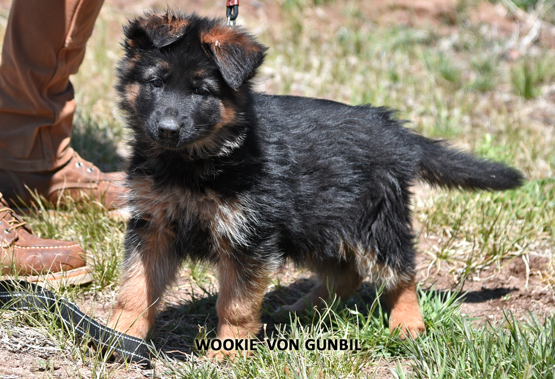 Wookie von Gunbil