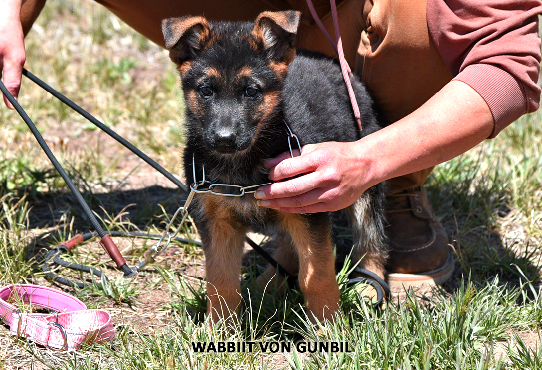 Wabbit von Gunbil