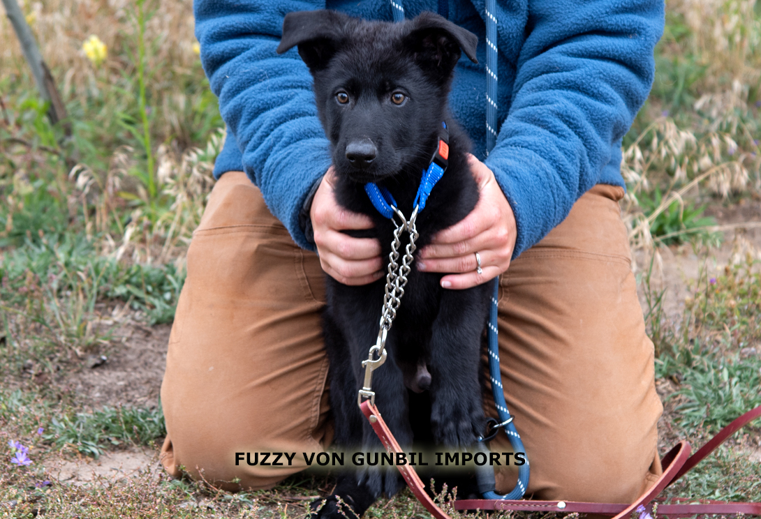 Fuzzy von der Hegi Farm