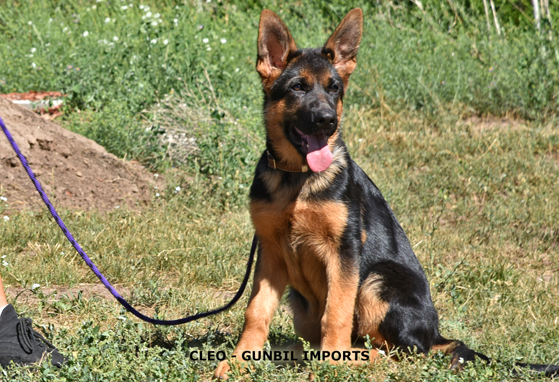 Cleo vom Wojwodina Hof (INT)