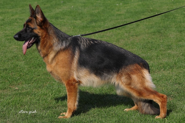 Aline vom Wolfsbruch