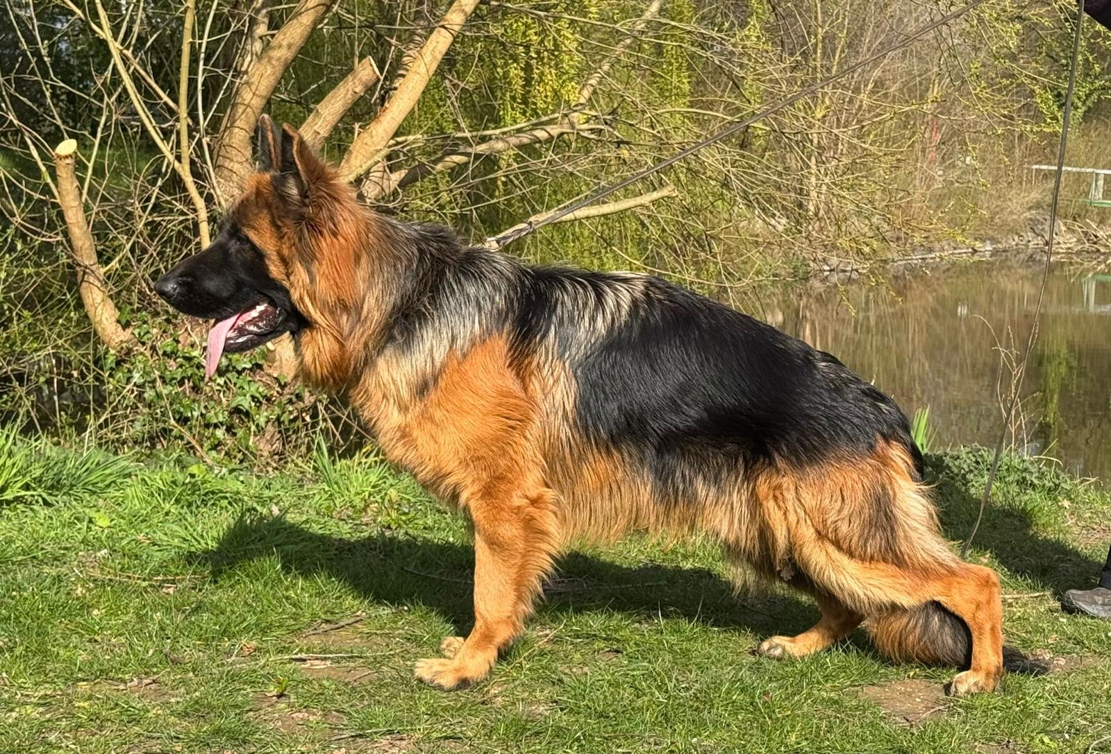 Rocco von Rapicar (INT)