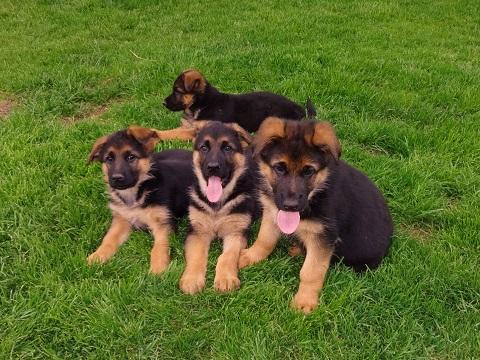 Saabat And Okka Puppies 2014