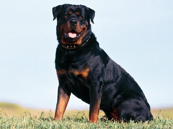 Working Dogs