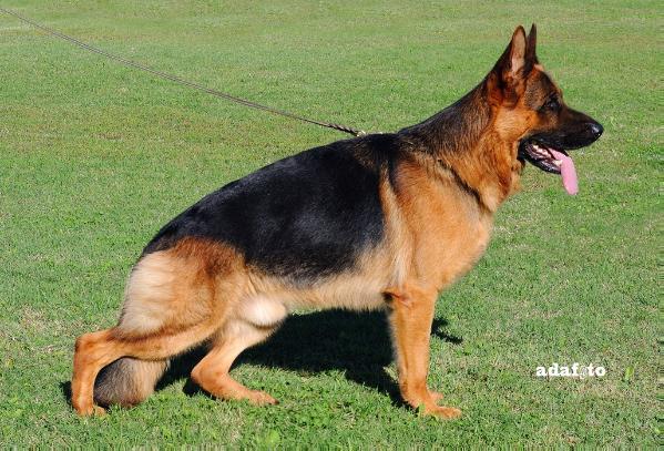 Fulz Di Zenevredo