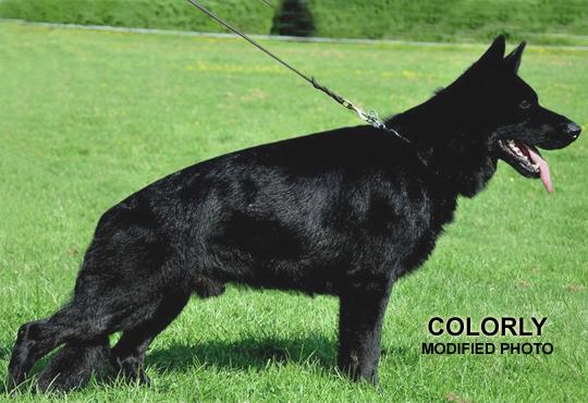 Artus And Bella Puppies 2014