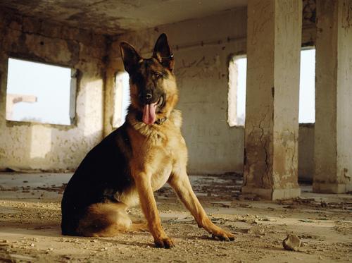 German Shepherds