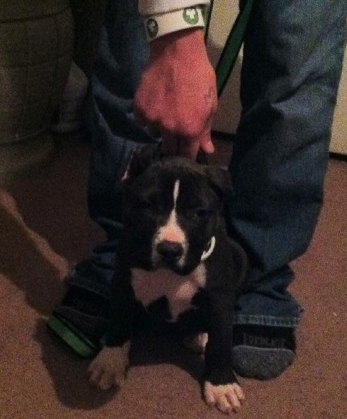 My Extreme Bully Male "tank" 'PR'