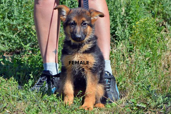 Raimo And Violet Puppies 2014