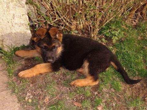 Litter: Pepe Kuckucksland And Talenta Rochele Ra